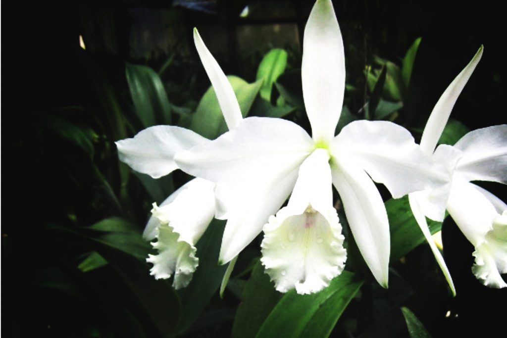 Orquídea blanca